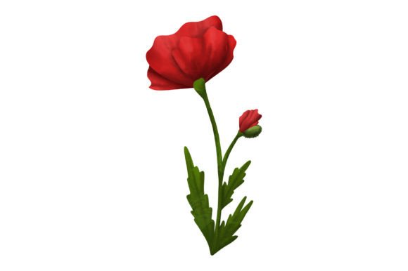 Download Red Poppy, Watercolor - Watercolor Collection