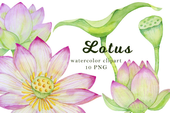 Download Lotus Clipart, Watercolor Flowers - Watercolor Collection