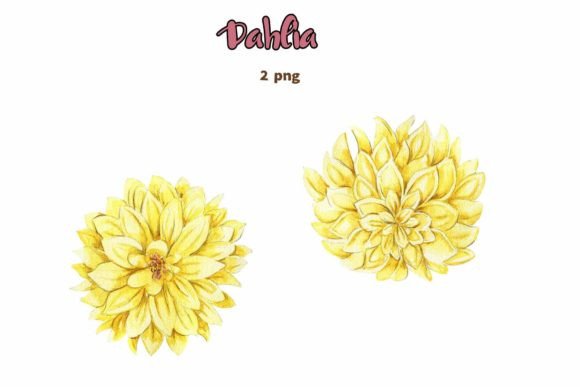 Download Dahlia, Watercolor Flower Set. - Watercolor Collection