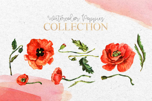 Download Red Poppies Flowers Clipart Watercolor - Watercolor Collection